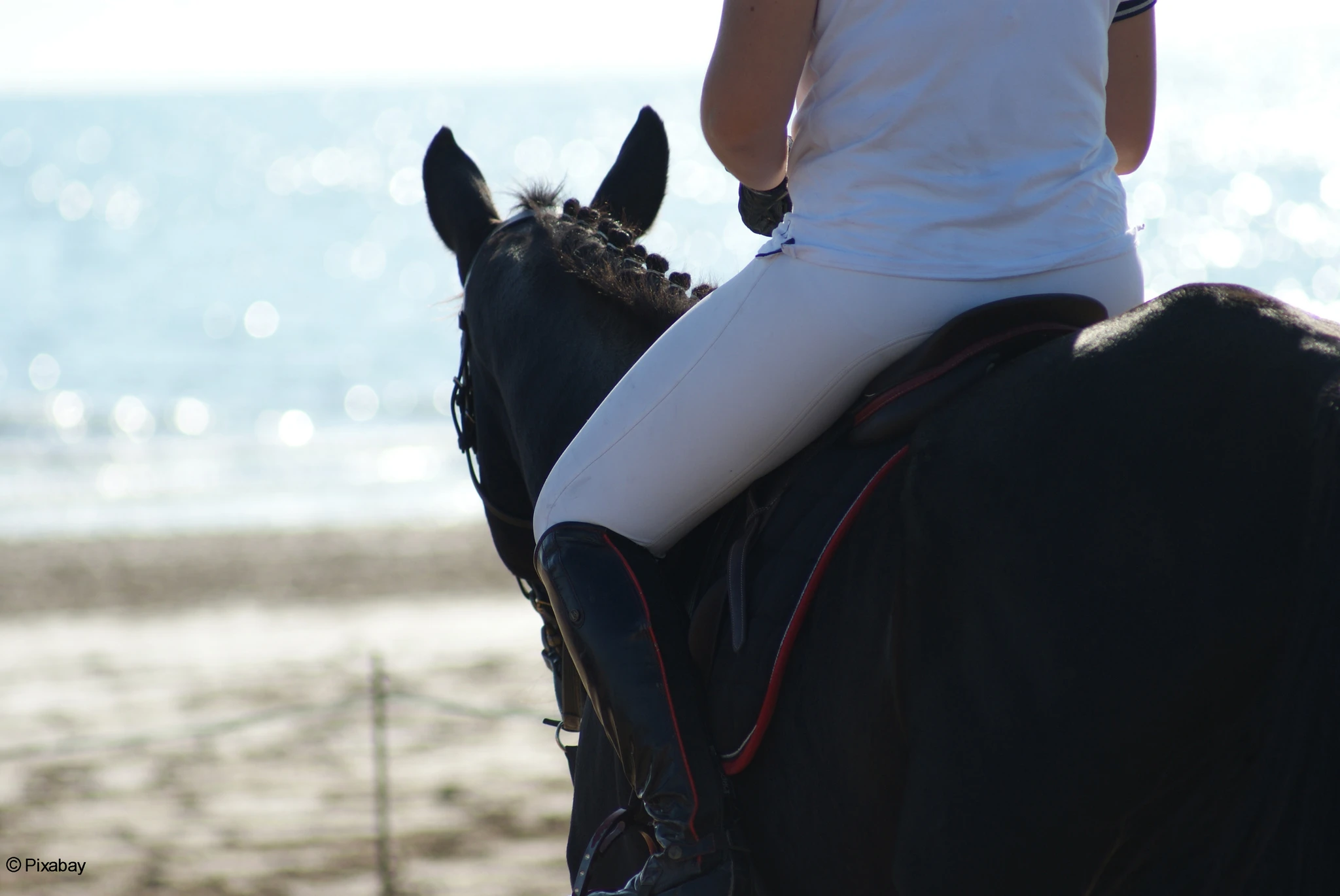 horse-1440877-credit pixabay copie
